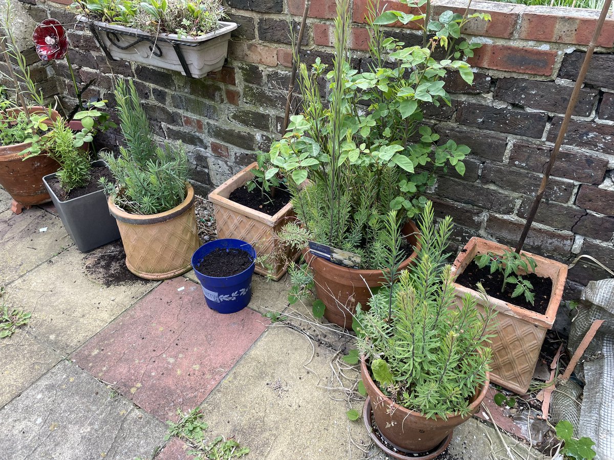 shaunyoung_'s tweet image. Spent a pleasant few hours having a #garden tidy, planting in our tomatoes &amp;amp; our #SeedsForBees from @38degrees, and using our cute ‘cat pot lifters’ we treated ourselves to….and our #Acer in all its glory….🌱🍅🌸🌺🌼🐝🐱🌤️😎 #SundayGardening #SunnyGarden #SunnySouthsea