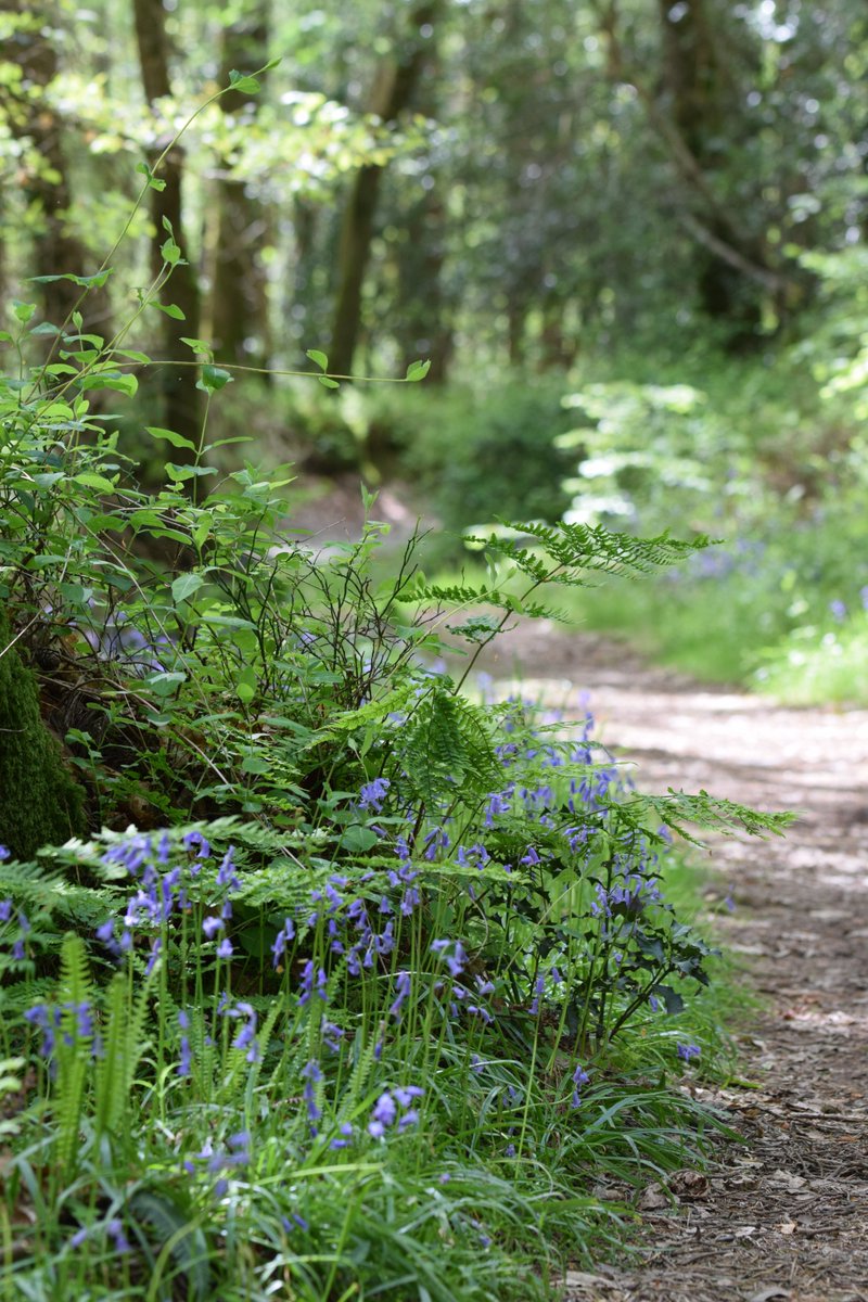 A beautiful sight during today's forest bathing experience!
#Bluebells in Vale of Clara, Co. Wicklow still in full swing! 

#forest #nature #Wicklow #visitwicklow