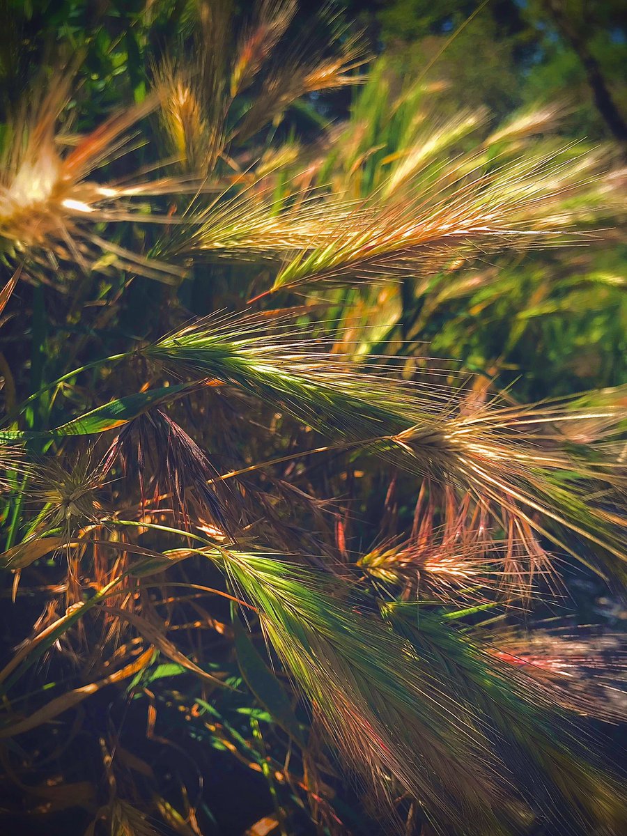 Ne_mu_ro's tweet photo. Wall barley https://t.co/YfHrGLr2B9