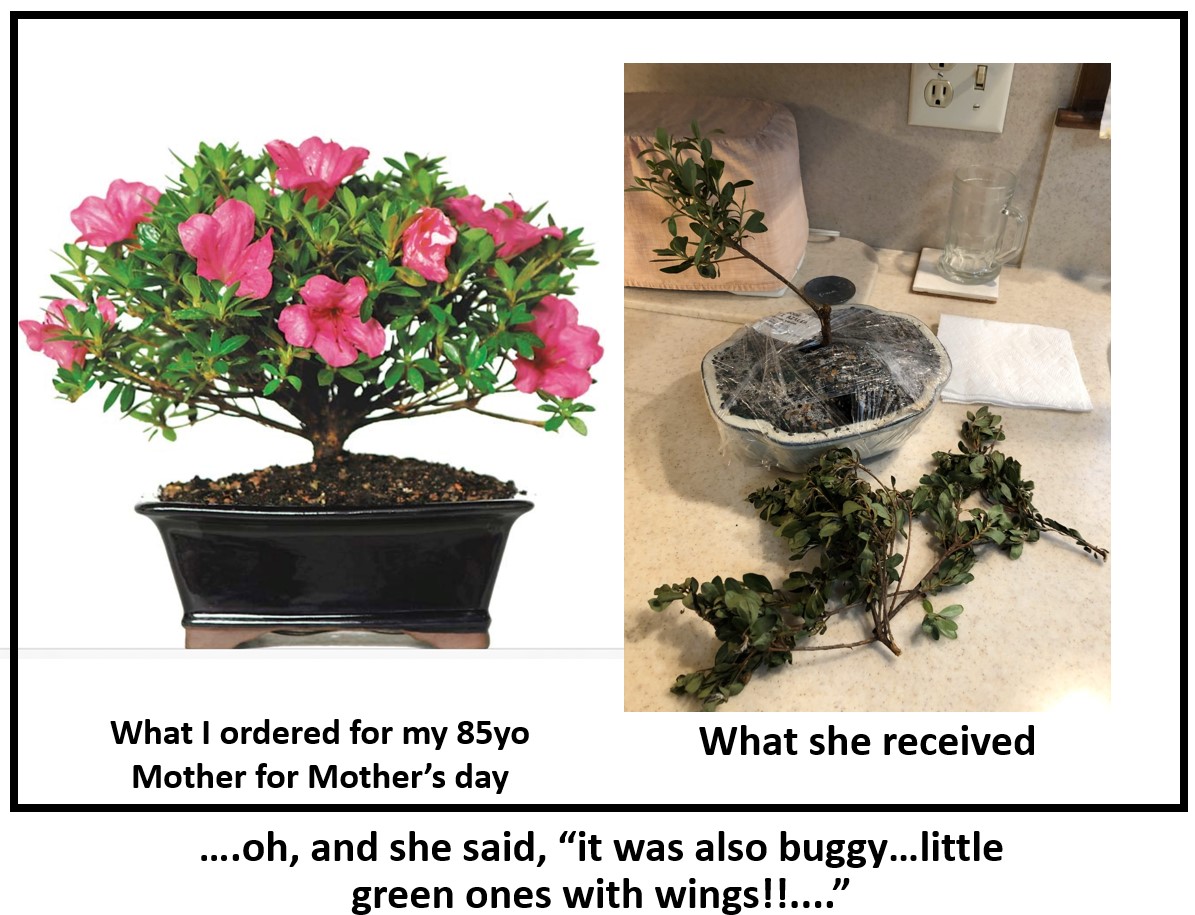 thedonyager's tweet photo. Shocking  this happen on #MothersDay  from @FromYouFlowers . Sent to 85-yo Mom-rec'd this horrible dead plant-green winged bugs. Cust svc? "how 'bout 20% refund?" 😲🤬Yea Nah! Finally full refund but no comp.  #failure #dontbuyhere #complaint #customerservice #flowers  #action https://t.co/Thp66Nx6iB