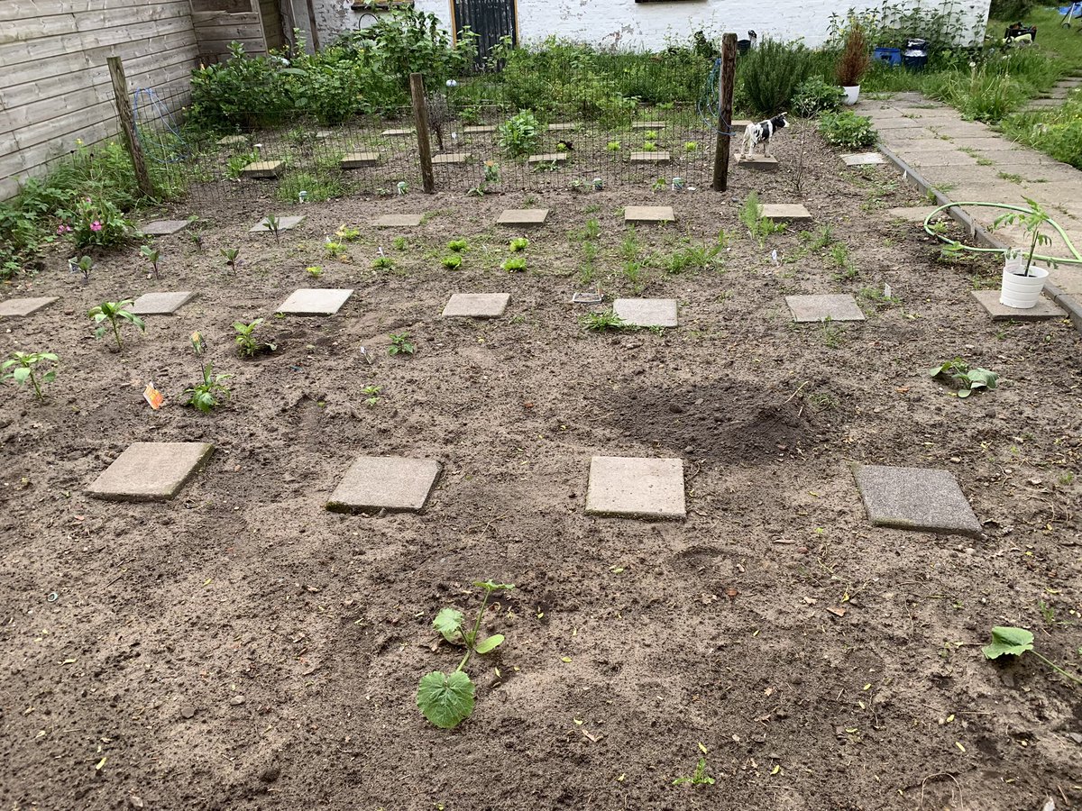 70 vierkante meter moestuin. Vol met plantjes van groente en fruit. Besjes, aardbeien, courgette, paprika, tomaten, broccoli , spruiten, boontjes, pepertjes, pompoen, bietjes, munt, tijm… #moestuin