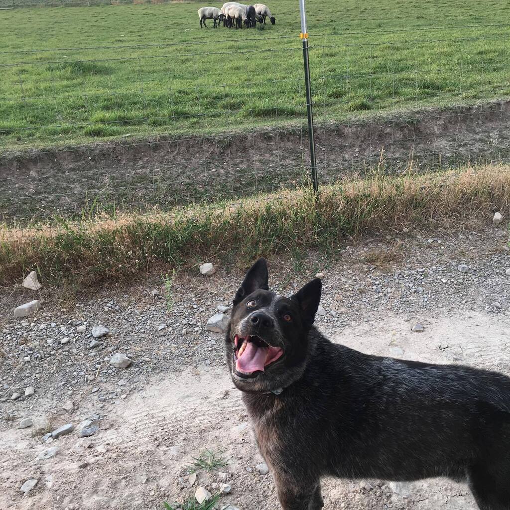 sam_whit22's tweet photo. Yesterday we said goodbye to our sweet Ringo bear. We’re beyond devastated. He was my first born and has been with me most of my adult life. He was with me through a break up, as the man of the house and then as we both fell in love with Adam. I raised h… https://t.co/DWySPCqlqV https://t.co/5oyDgh6dax