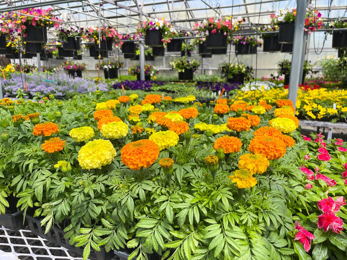 City of Reno on Twitter "Mother’s Day is all about flowers! Ryan the