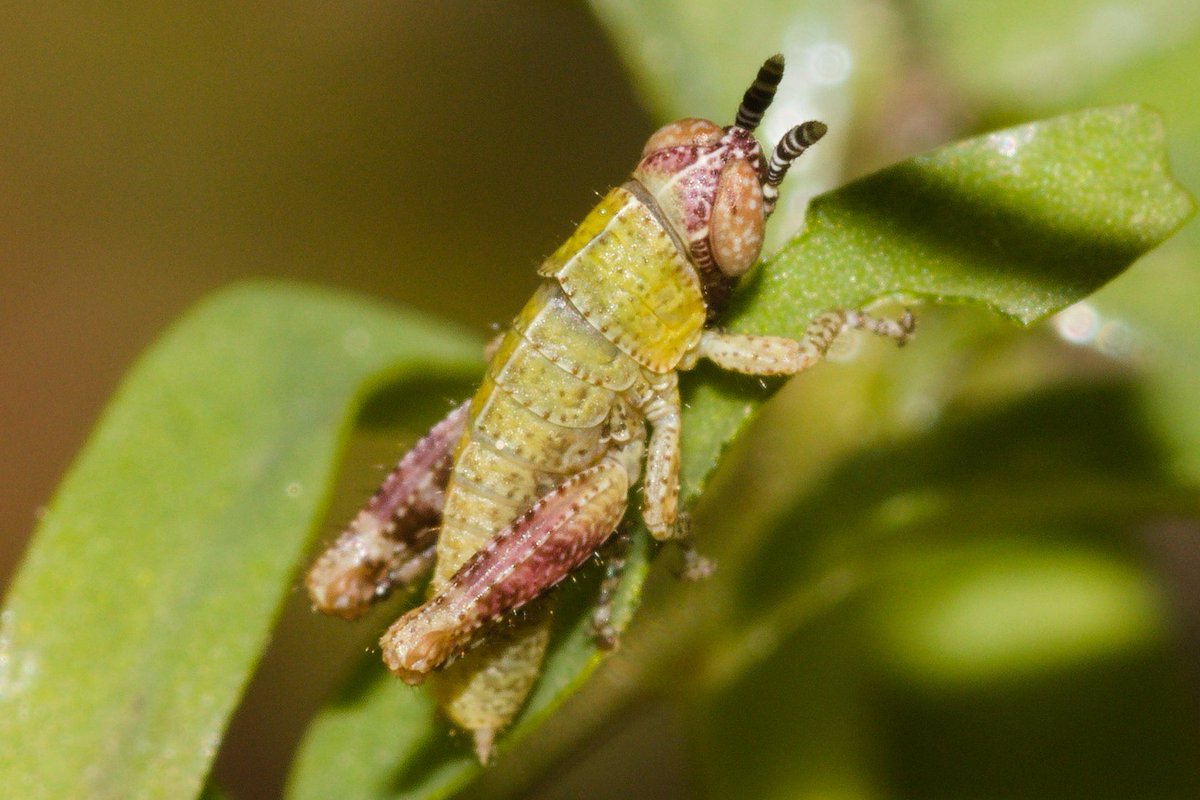 𝑃𝑒𝑧𝑜𝑡𝑒𝑡𝑡𝑖𝑥 𝑔𝑖𝑜𝑟𝑛𝑎𝑒, nymphal stage.
Cute little guy.

#insectphotography #natureisbeautiful #insects #entomology #entomologist #insectsofEurope #orthoptera