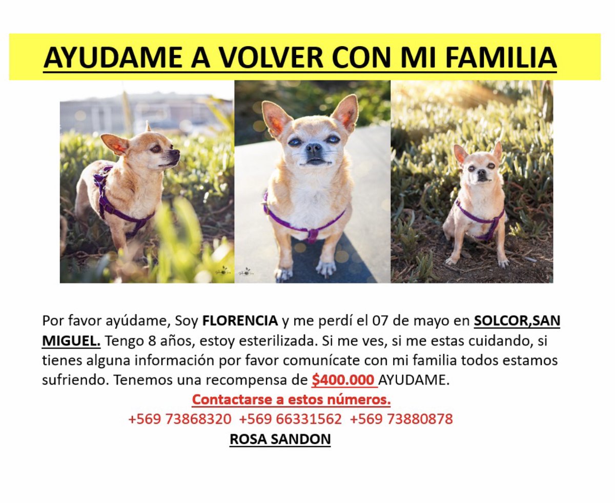 Gabriel83544043's tweet photo. @rodrigosepu @meganoticiascl @Mega #alerta
rodrigo  pido ayuda, se perdió la perrita de mi mamá el 7 de Mayo en san Pedro de Atacama,lleva 7 días buscándola  pedimos si saben algo, si la están cuidando que se  comuniquen a los números, mi mamá la necesita🥺Gracias  +56973868320 https://t.co/VDeXCTzMLE