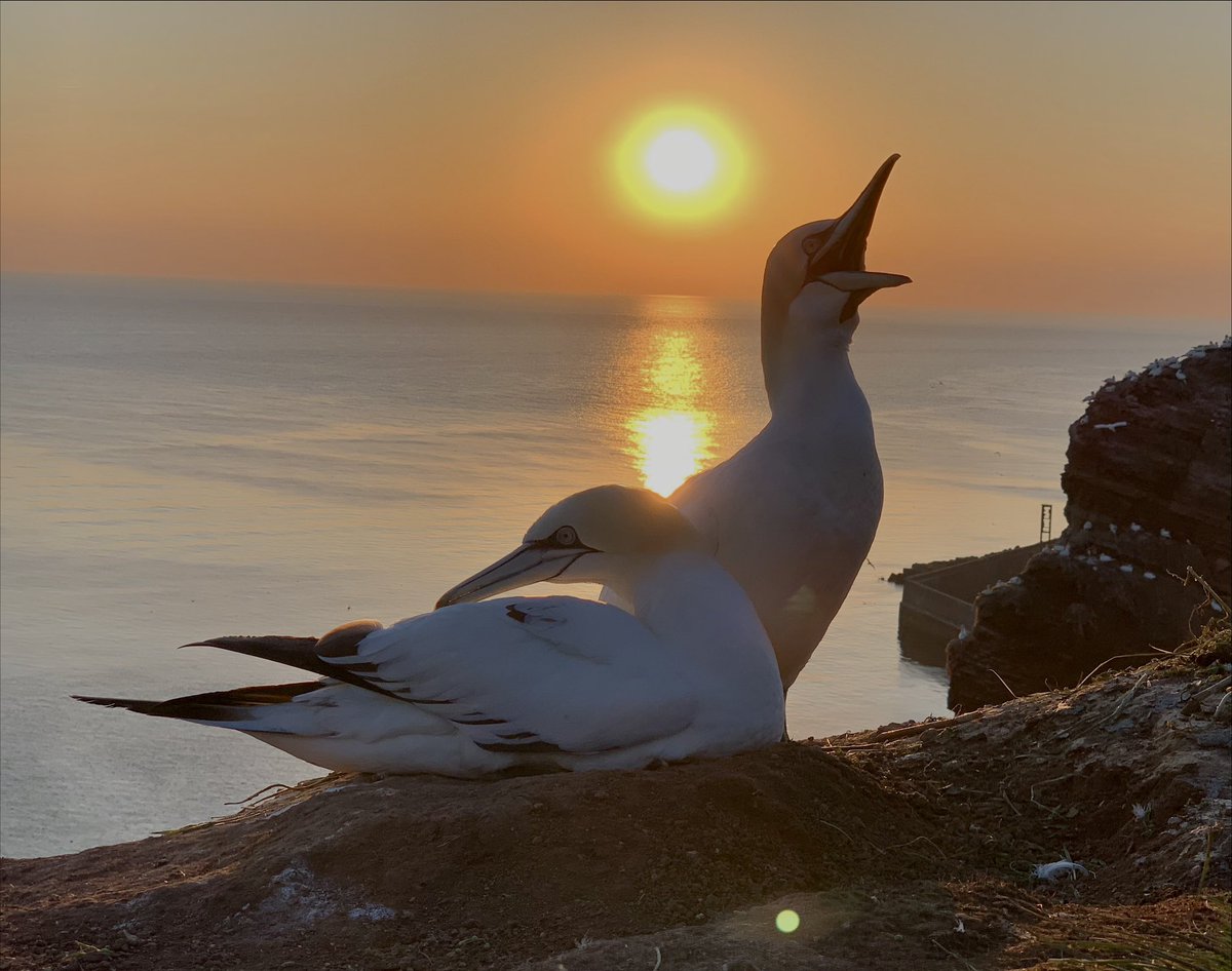 Na een heerlijke zonnige dag een pracht zonsondergang mee mogen maken. In voorgrond een koppel Jan van Genten.
12 mei 2023.