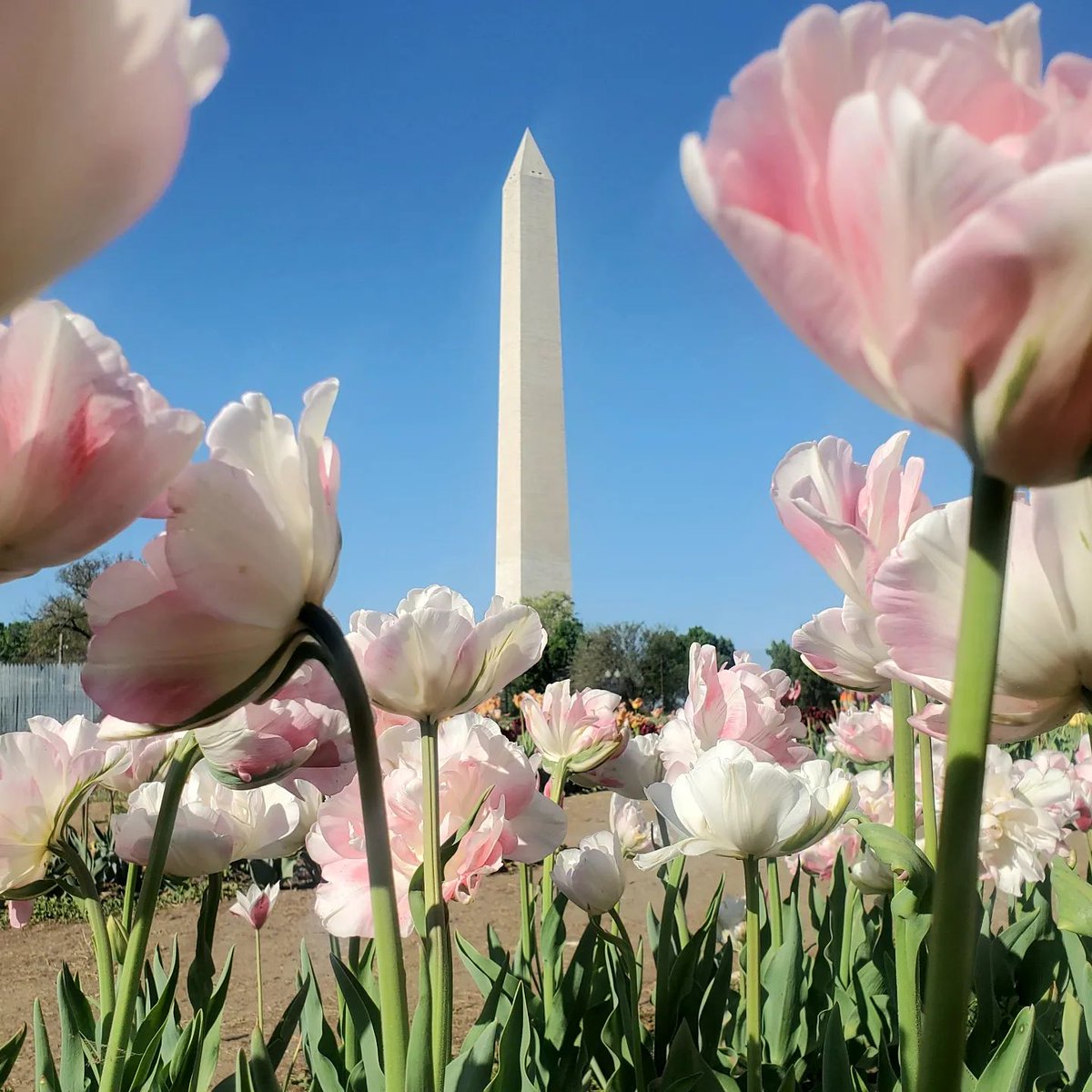 washingtondc's tweet image. Sending love from #WashingtonDC on this special day! Happy Mother’s Day! 💗🌷

📸: IG/ aohblue #MyDCcool #ExperienceDC