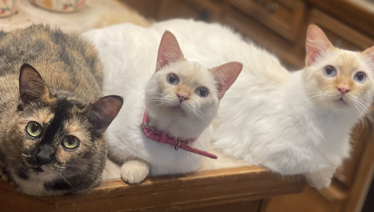 Happy #MothersDay2023! 

Here are a few of my favorite pics of Crystal w/ her kits- the 2 kits she birthed &amp; the 1 she “adopted”. 💜
Hopefully these pics brighten someone’s day the way she &amp; her kits do for me everyday.
#CatsAreFamily #CatsOfTwitter #CatsOnTwitter #motherhood