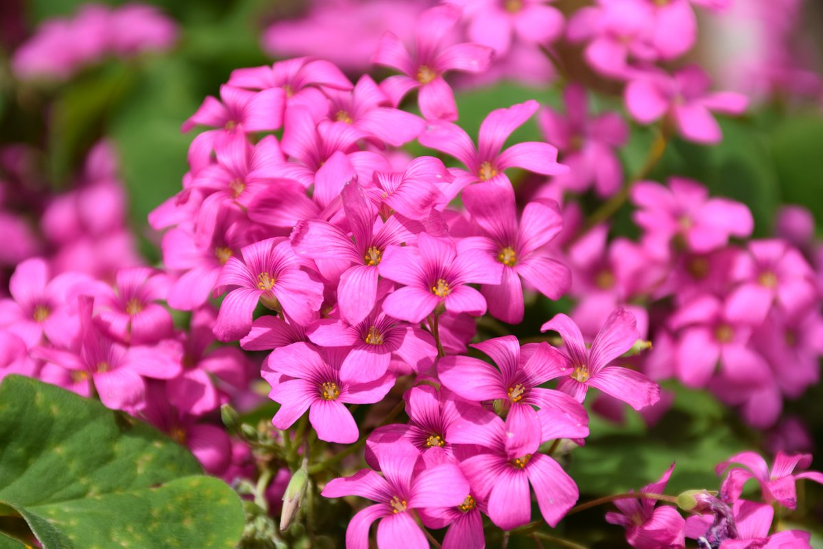 MyGarden_Uk's tweet photo. A few and many.
#PinkOxalis #BeautifulFlowers #ColoursOfNature #Pink #Nature #SundayPink #ColorsOfNature https://t.co/3DyXpjUP4W