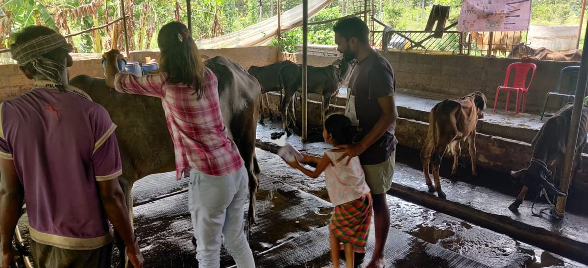 Team GoPals event 'Namma Hasu Naati Hasu' in Mysore on May 14th, Sunday

#volunteer #mysuru #cowsofinstagram #cuddlewithcows #desicows #desibreeds #cowbreedsofindia #desicattle