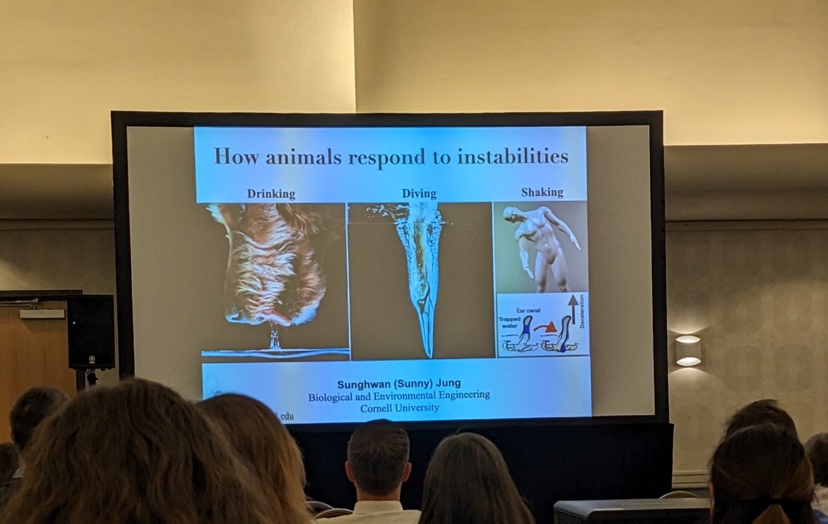 TheSIAMNews's tweet photo. It's time for the first invited presentation of #SIAMDS23! Sunghwan Jung of @Cornell is describing animal behaviors in response to #fluid #instabilities, such as cats and dogs drinking water or birds #diving into the ocean. Check it out! https://t.co/EZCNJ2KcnJ