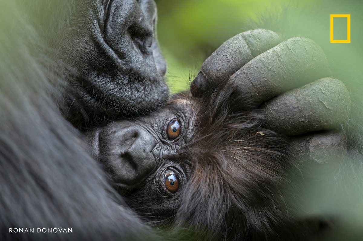 NatGeo's tweet photo. Happy Mother's Day!

In this image from our archives, a mountain gorilla mother cuddles her three-month-old infant in Rwanda https://t.co/FDHwQ9NeGt