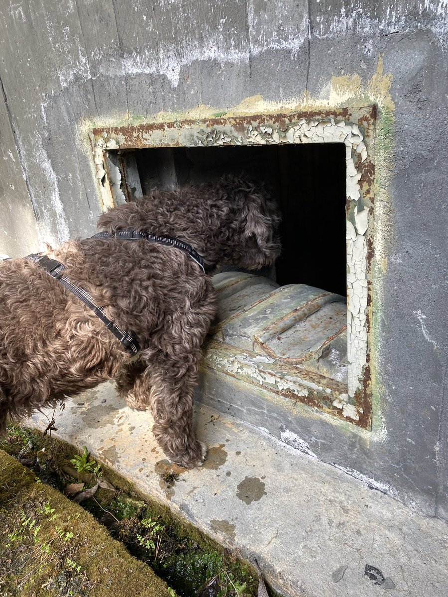 Pitkästä aikaa seikkailua Salpalinjalla. Meillä äitienpäivä on silkkaa historian havinaa, kun tuo äiti-ihminen on hautautunut menneisyyteen ja on välillä aivan dinosaurus 🦖

Mutta jos ulkona museoillaan niin käy miulle! 🤩