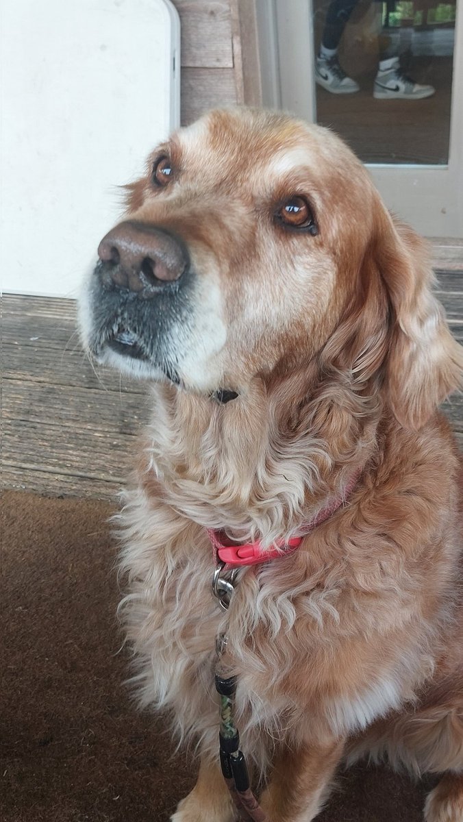 godlike1975's tweet photo. Pickle begging for food. Can't resist those baby eyes @dogsatcricket @clanfieldcc @MadehurstCC #sundayvibes #cricket #dogsatcricket https://t.co/DgNOcPXP7K