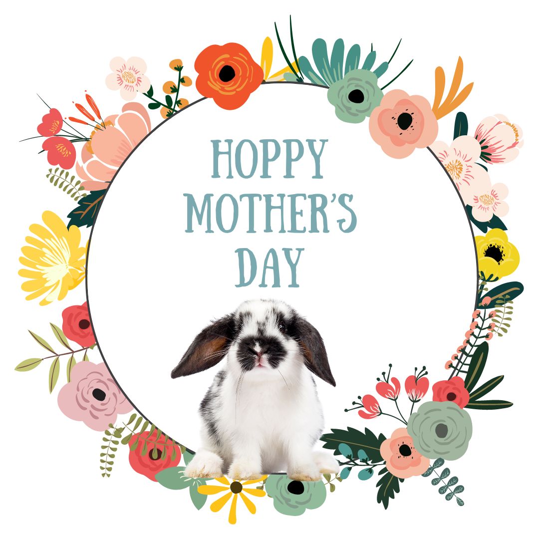 RabbitHoleHay's tweet photo. Hoppy Mother's Day to all Bun Moms out there! We love and appreciate you! 🐰🌸 #HappyMothersDay https://t.co/SK9ovESsIe