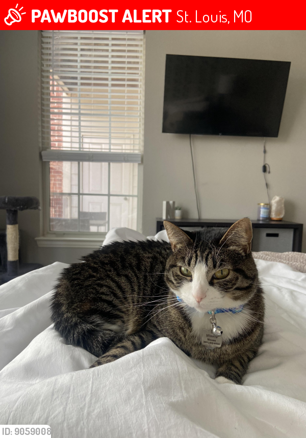 Have you seen Minnie Mouse? Lost cat in St. Louis, MO 63120 (ID: 9059008)
pawboost.com/landing/pet/MB…