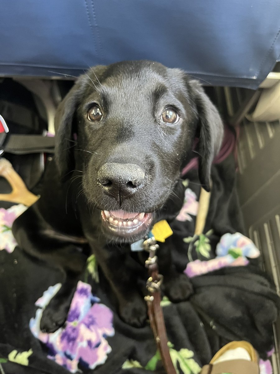 Thank you <a href="/delta/">Delta</a> for accommodating us on our flight to New Orleans! Parsley has been the best girl and is loving her extra room on the plane✈️🐾