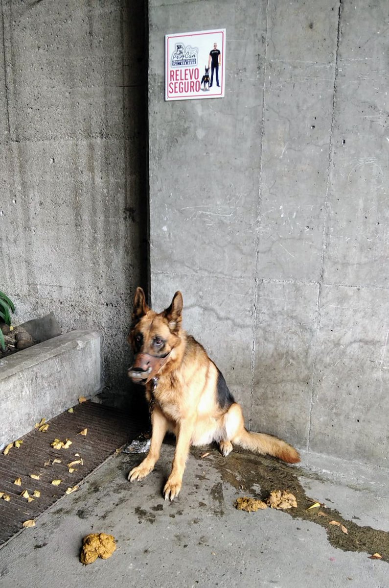 DiaAnimales's tweet photo. 🆘 DIFUNDIR 🆘 - @Bogota / Reportan este #Canino de #Vigilancia en condiciones desatendidas en el #HospitalUniversitarioSanIgnacio. ¡Por favor! Realizar visitas de verificación @teusaquillo13 - @AnimalesBOG. @SuperVigilancia, no permitan estás situaciones de #MaltratoAnimal RT 🐾 https://t.co/1tuJF0pyZF