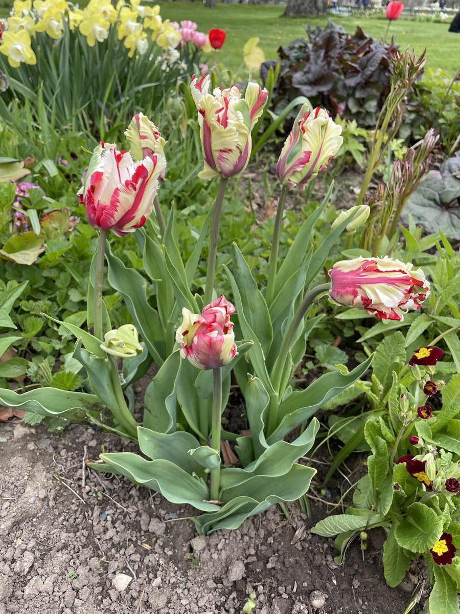 Dr. Jen M on Twitter "This cultivar is a great example of the Tulip