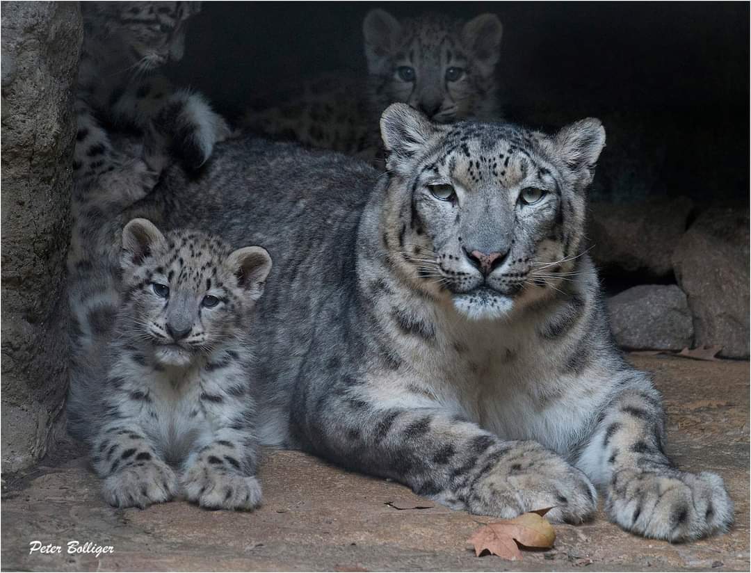 Snow Leopard Mothers are Amazing!!