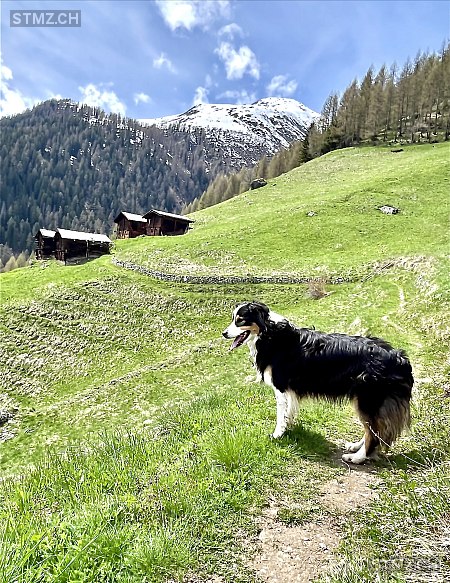 stmz_ch's tweet photo. #Hund #vermisst https://t.co/myindZ8wqj 3995 #Ernen weiblich gefleckt Schwarz Weiss https://t.co/pJBVZJAEIo