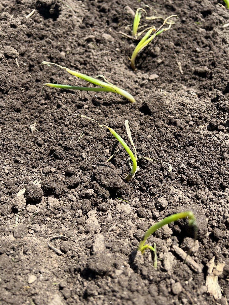 KowalskiFarms's tweet photo. Planting our 2023 onion 🧅 crop today! #Cippolini are back after a one year seed shortage. Thanks to @DixondaleFarms for our 11th year of superb onion plants! #KowalskiandDaughters #WestShoreMarket #Homesteading https://t.co/nVX3Kbn4qm