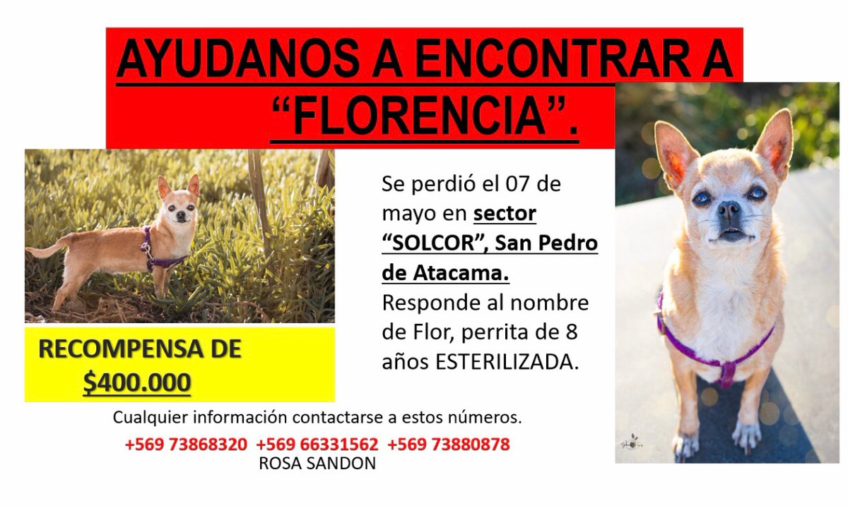Gabriel83544043's tweet photo. @rodrigosepu @meganoticiascl @Mega #alerta 
rodrigo  pido ayuda, se perdió la perrita de mi mamá el 7 de Mayo en san Pedro de Atacama,lleva 7 días buscándola  pedimos si saben algo, si la están cuidando que se  comuniquen a los números, mi mamá la necesita🥺Gracias  +56973868320 https://t.co/qxFMsDBxlC