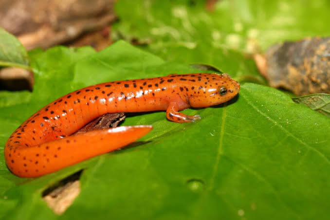 Sabolmaof's tweet photo. @Cataclysm_104 @AmoOCharmander @O_Nova_3000 @OdioAoCharmande O design do charmander é literalmente uma salamandra com fogo no rabokkkkkkkkkk https://t.co/gM28ICGfgp