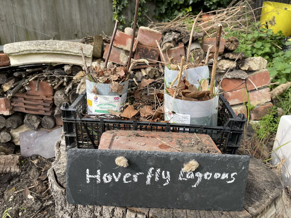 Creating Hoverfly Lagoons today. Great for #pollinators and #biodiversity #ecochurch