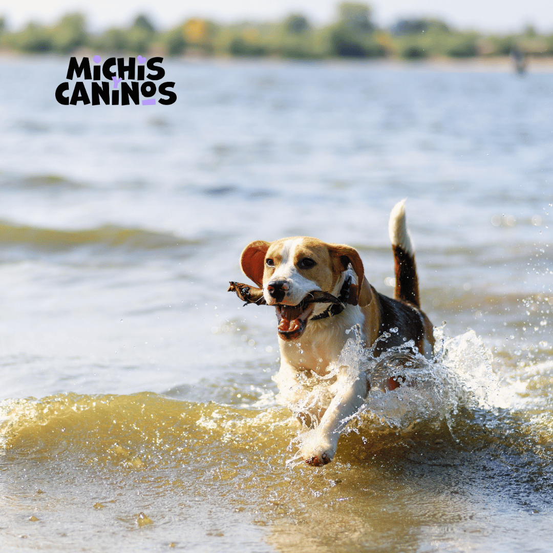 Michisycaninos's tweet photo. 🐶🐾 Puede que los perros senior prefieran descansar, ¡pero el ejercicio sigue siendo importante! 
Pasear es una forma estupenda de quemar energía y mantenerse sano. 
🐾 #DogLove #EjercicioPerrosMayores  #PetExercise #Playtime https://t.co/EN7u2MwOlM