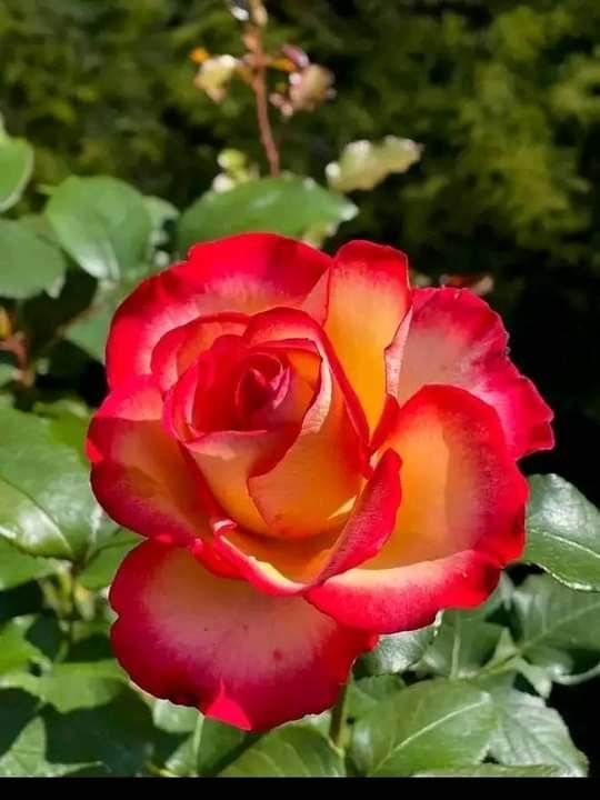 Te regalo madre querida una bella flor cuya fragancia ilumine tus días, el abrazo de una hija que te admira y respeta, gracias madre por tus enseñanzas, regaños oportunos,por ser firme y valiente. Te debo la vida,a ti todo mi amor. Felicidades a todas las madres #DíaDeLasMadres