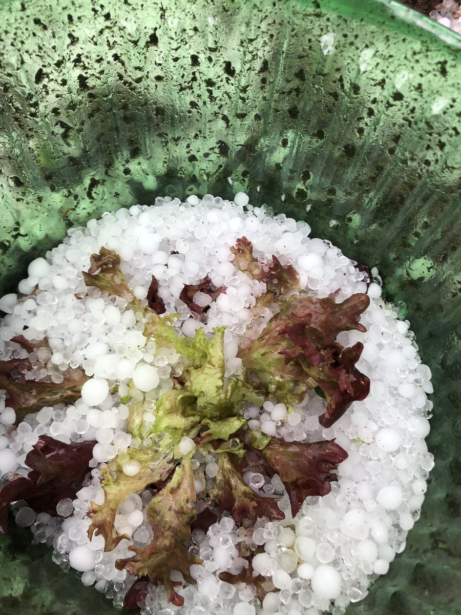 So rasch wird aus Pflücksalat Eisbergsalat