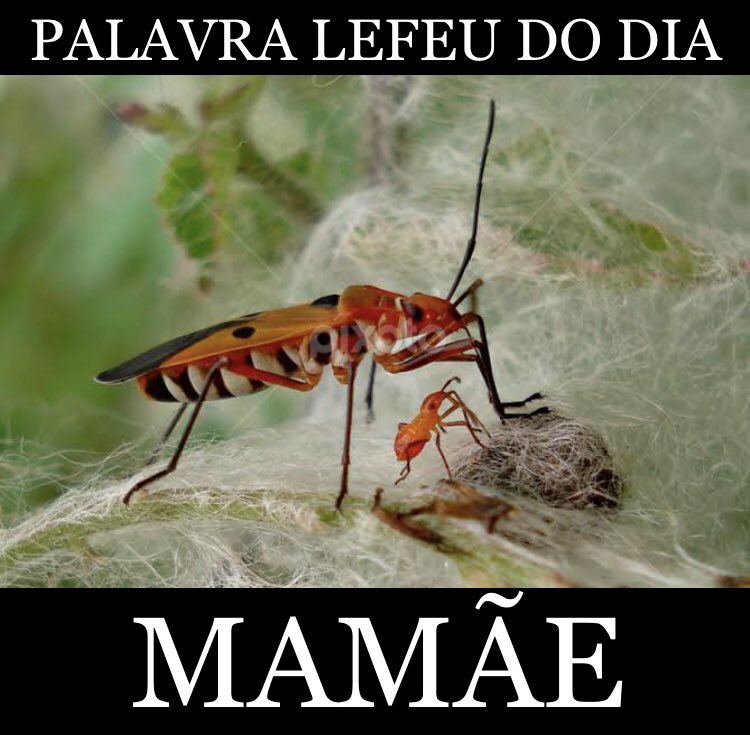 Palavra Lefeu do Dia (@palavralefeu) on Twitter photo 
