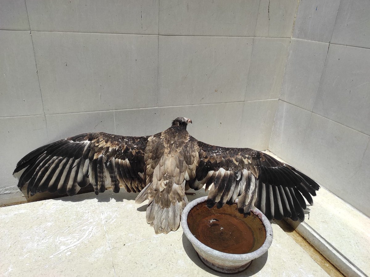 “Look at my lovely wings!” A juvenile #EgyptianVulture 🐦 

#wildliferescue #allthatbreathes #wildliferescueindia #Vulture #RaptorRescue #BirdRescue #BirdRefuge #BirdConservation #WildlifeConservation #Raptor #birdsofprey