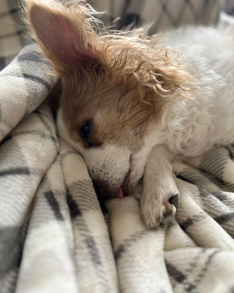 RealJMRobson's tweet photo. Rosie all tired out after playing 🐶💤

#dogsofinstagram #dogs #dogstagram #cutedog #cutedogsofig #cutedogsofinstagram #lilpuppy #dogslife #dogsofinsta #rescuedog #rescuedogsofinstagram #rescuedismyfavoritebreed #rescuedogsrock #rescuedogsrule #mydogisfamily #mydog https://t.co/F33bB1ASyd