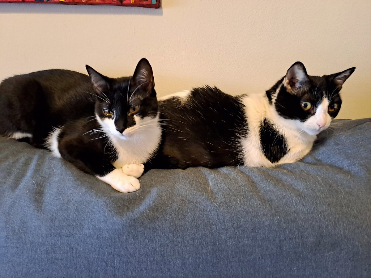 mrsmoordereht's tweet photo. Vampy wants to snuggle, but Barbarella is not convinced... #sundaycat #catporn https://t.co/ZFOOdlYjsA