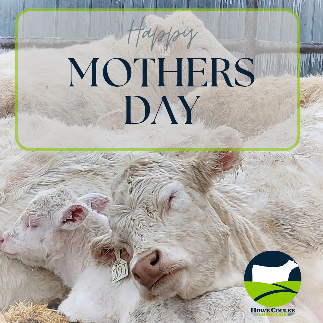 Happy Mothers Day!  Wish the mamas out there as nap as comfy as Bluff's! 

#charolais