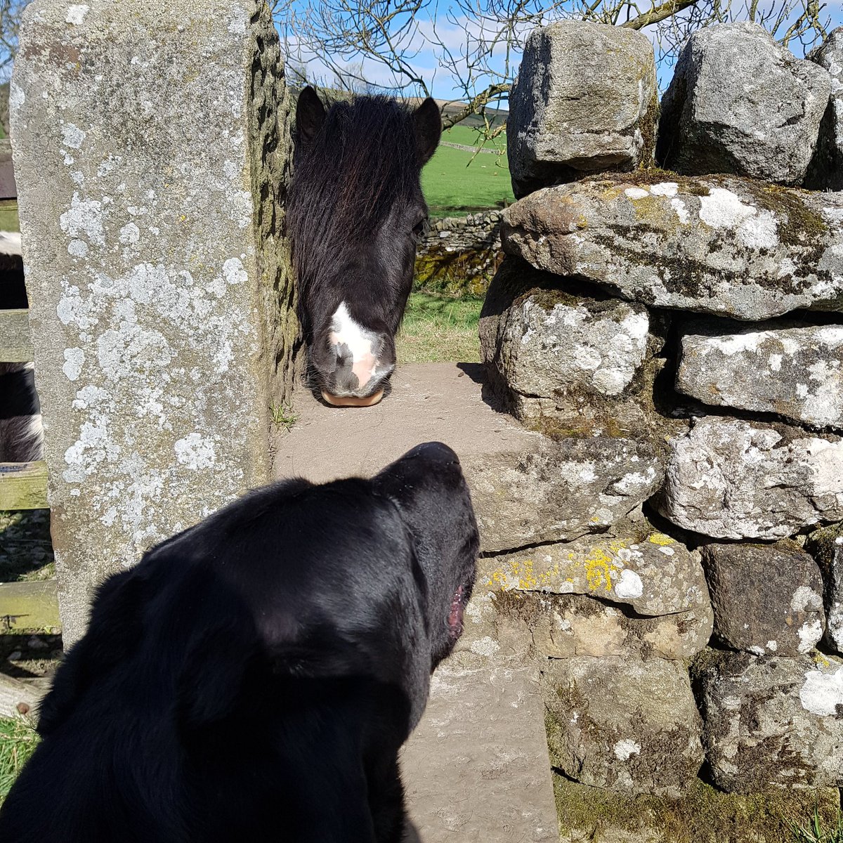 First walk out in dales without this lunatic. Words can’t express how much he meant to the family. He was all the little ones ever knew. Part of me is missing but never forgotten. #labrador #goodboy #superdog