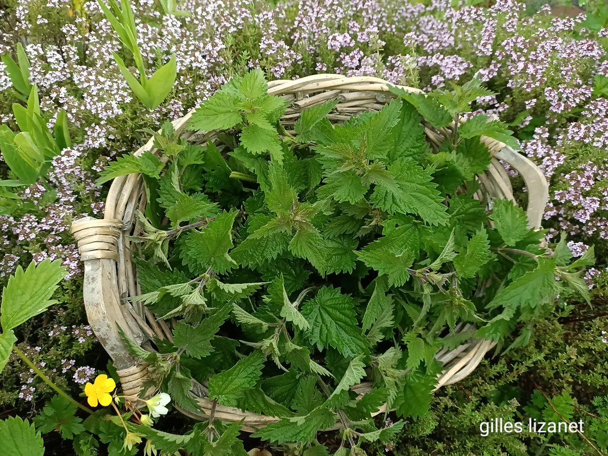 LizanetG's tweet photo. Cueillette des orties
©Gilles Lizanet mai 2023
#PHOTOS #photographer
#naturelover #artcollector #NaturePhotography
#Spring #printemps #lizanetgilles #lizanetphoto #lizanet #Photographie #photographylovers #photooftheday #photography #orties #rhonealpes #Loire #France https://t.co/GHy6JNZorQ