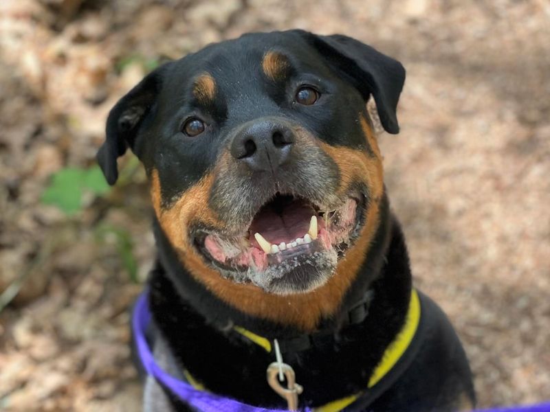Please retweet to help Loki find a home #HAREFIELD #LONDON #UK Friendly Rottweiler aged 5-7, looking for a quiet, adult home as the only pet. Loveable Goofball, please read full details. DETAILS or APPLY👇 dogstrust.org.uk/rehoming/dogs/… #Rottweiler #dogs #pets #AdoptDontShop