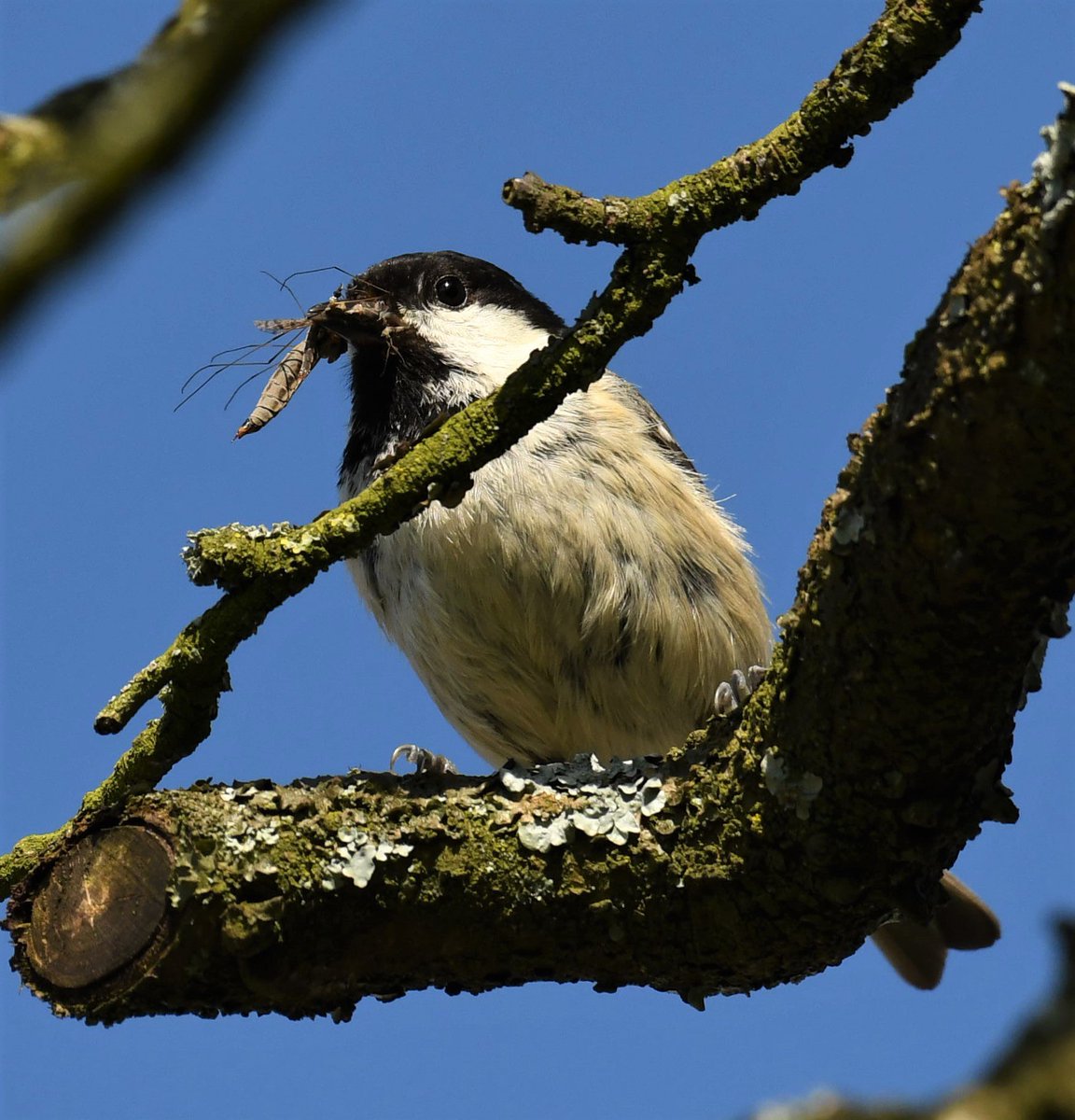 Mamma Coaltit feeding her family  #TwitterNatureCommunity