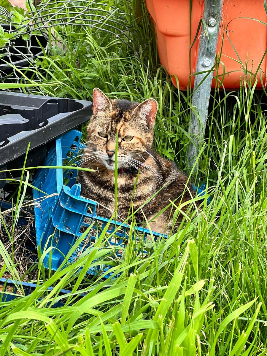 LittleC07780442's tweet photo. Happy Sunday Friends.
I've started my supervisory work in the garden this year, keeping Mummy Louby in line.
Here's a couple of pics of me in action. https://t.co/lL3H04cK2a