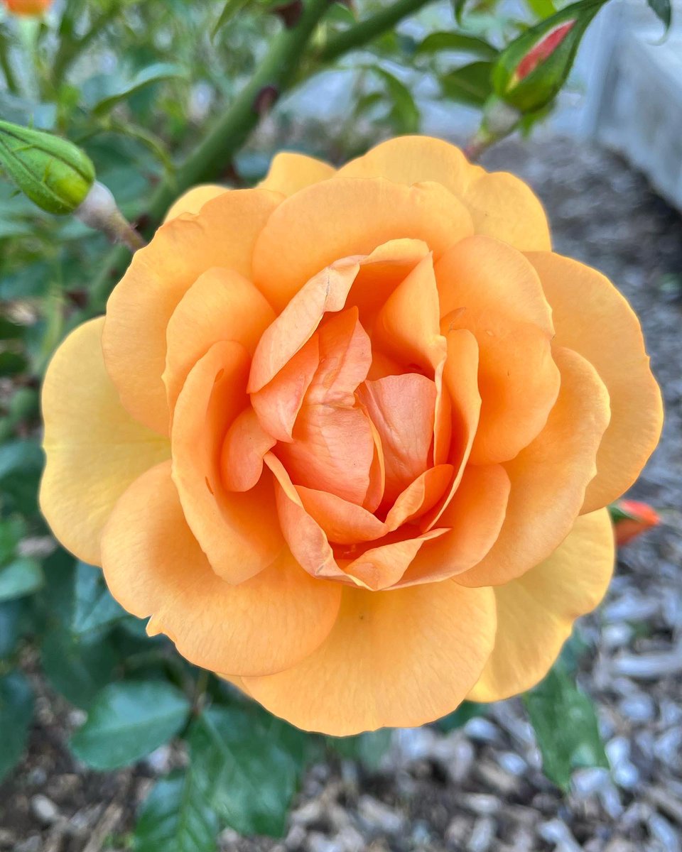 Happy Mother’s Day! ❤️