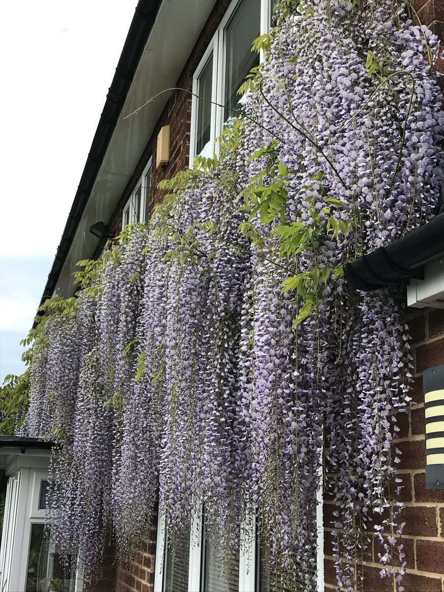 Colin Peacock tweet media