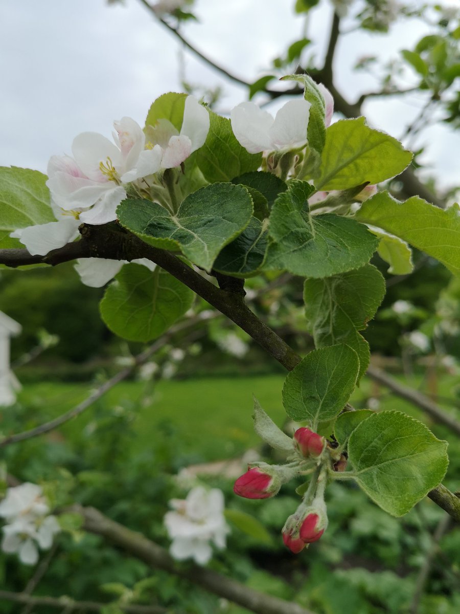 Jo__Brown's tweet photo. ..... lovely afternoon for #blossomwatch #nationaltrust 🌺 https://t.co/f5q7su9v34