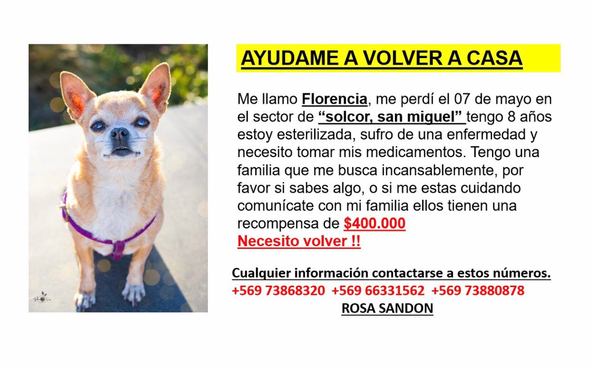 Gabriel83544043's tweet photo. #alerta
rodrigo  pido ayuda, se perdió la perrita de mi mamá el 7 de Mayo en san Pedro de Atacama,lleva 7 días buscándola  pedimos si saben algo, si la están cuidando que se  comuniquen a los números, mi mamá la necesita🥺Gracias  +56973868320 https://t.co/bOOJFEdnSg