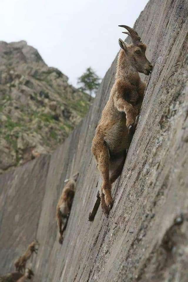Mountain Goat – Amazing rock climbers. Defying gravity!🐐😳