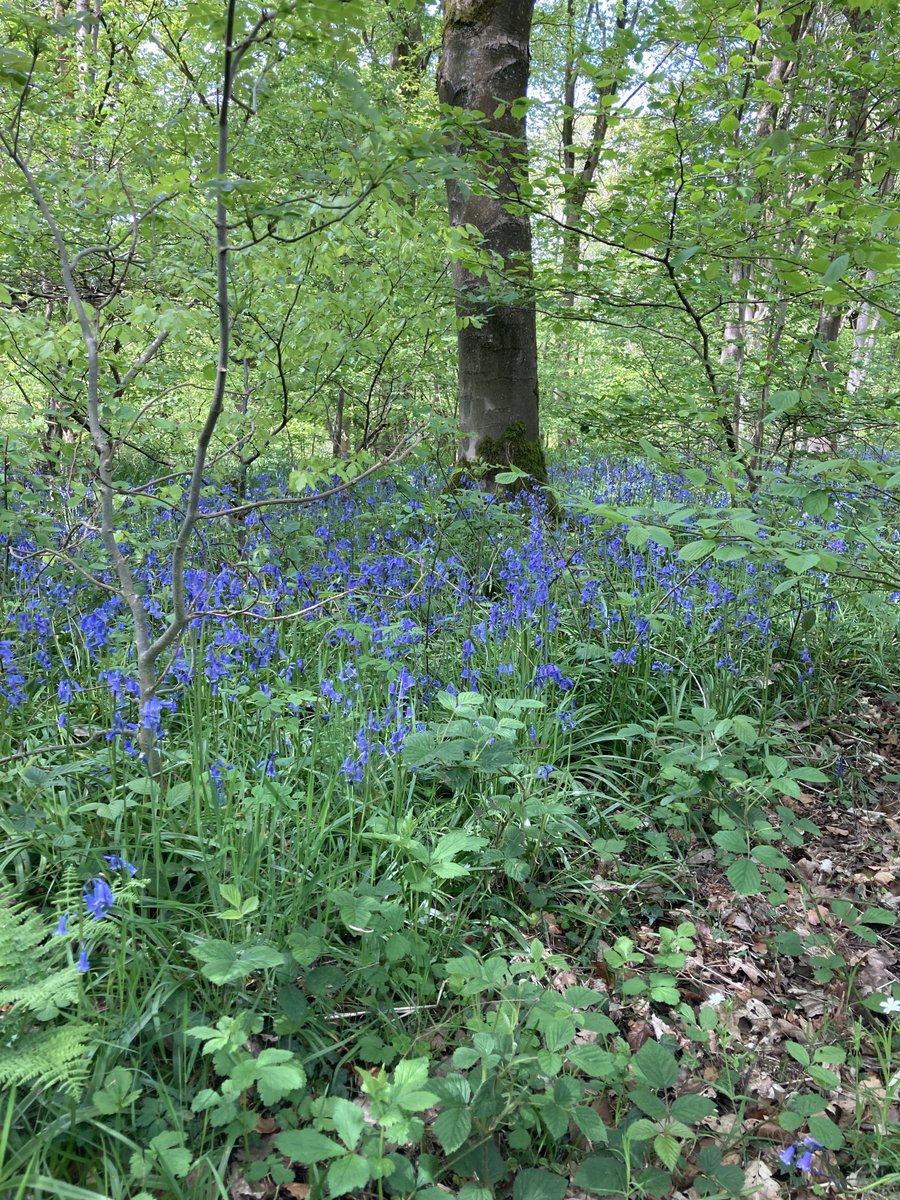 John_Salt's tweet photo. A great 10ml practice walk before the big one next week. #simonsseat @bolton_abbey #Bluebells https://t.co/MYuS1SNND1