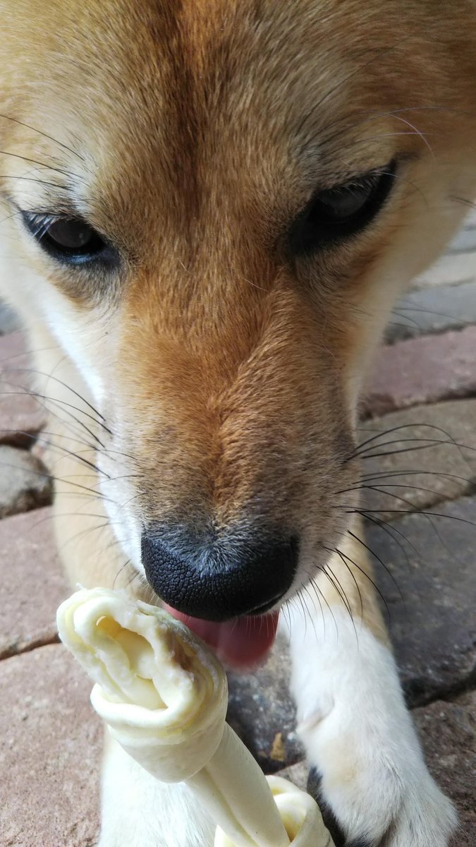 Sora_Sibainu's tweet photo. #これを見た人は愛犬のドアップ画像を貼ろう https://t.co/XHIRUycP1v