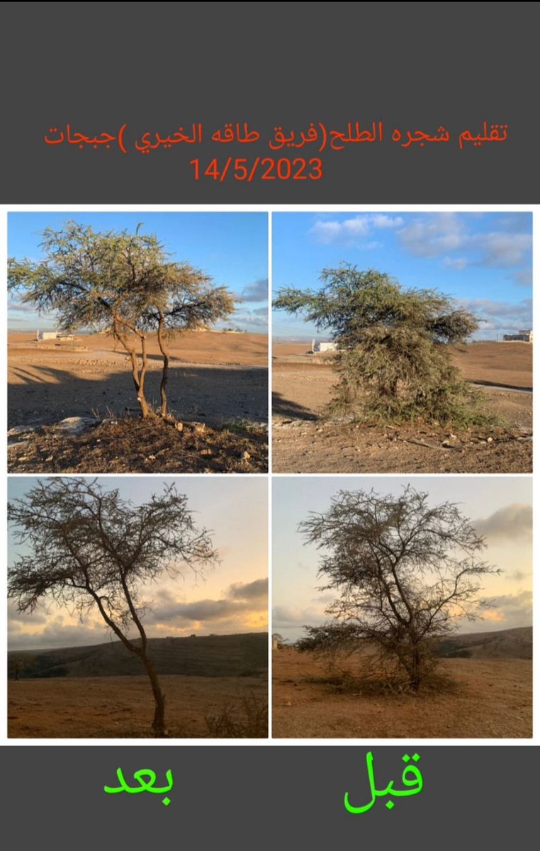 التقليم السنوي لأيقونة جبجات شجرة الطلح

<a href="/taqah_team/">فريق طاقة الخيري</a> 
<a href="/ea_oman/">هيئة البيئة - عُمان</a>